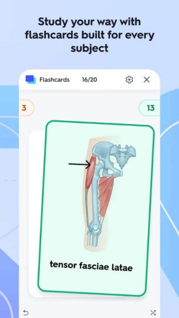 Quizlet flashcards display anatomy visuals like tensor fasciae latae for targeted review.